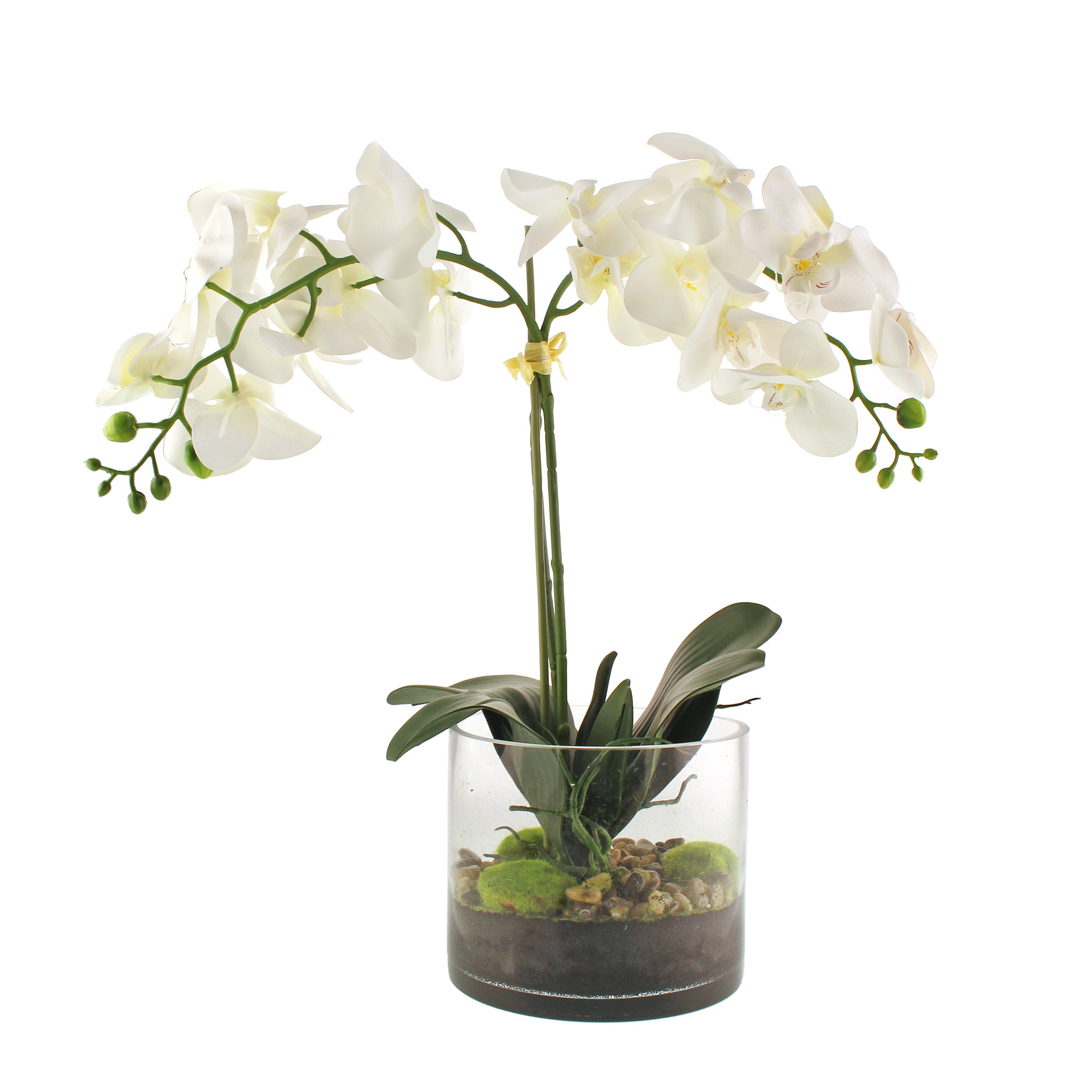 Dorma Artificial Cream Orchid in Glass Plant Pot | Dunelm