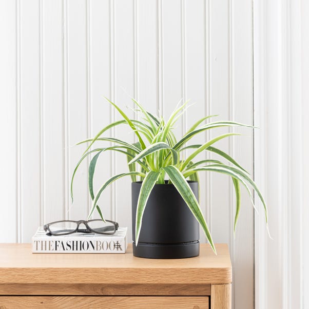 Artificial Spider Plant in Black Cement Plant Pot image 1 of 4