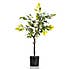 70cm Real Touch Mini Ficus Tree Green
