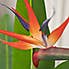 100cmÂ Bird of Paradise with Flower Green