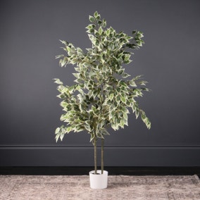 Variegated Ficus Tree in White Pot 145cm 
