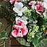 Pansy Arrangement in Trough Pink