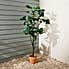 Terracotta Potted Fig Tree Green