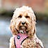 Hugo & Hudson Watermelon Bone Buckle Dog Collar Pink undefined