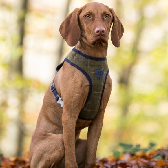 herringbone dog harness