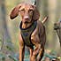 Hugo & Hudson Checked Herringbone Dog Harness Green undefined