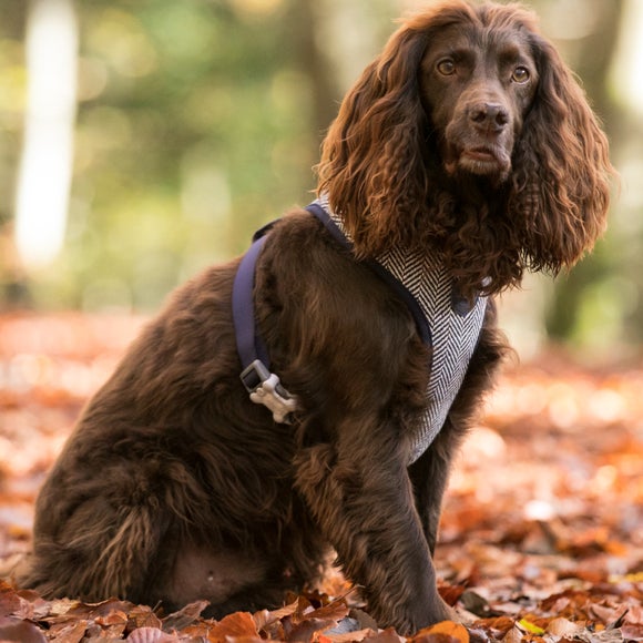 Hugo & Hudson Herringbone Tweed Dog Harness Dunelm