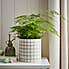 Ceramic Decal Plant Pot Sage (Green)