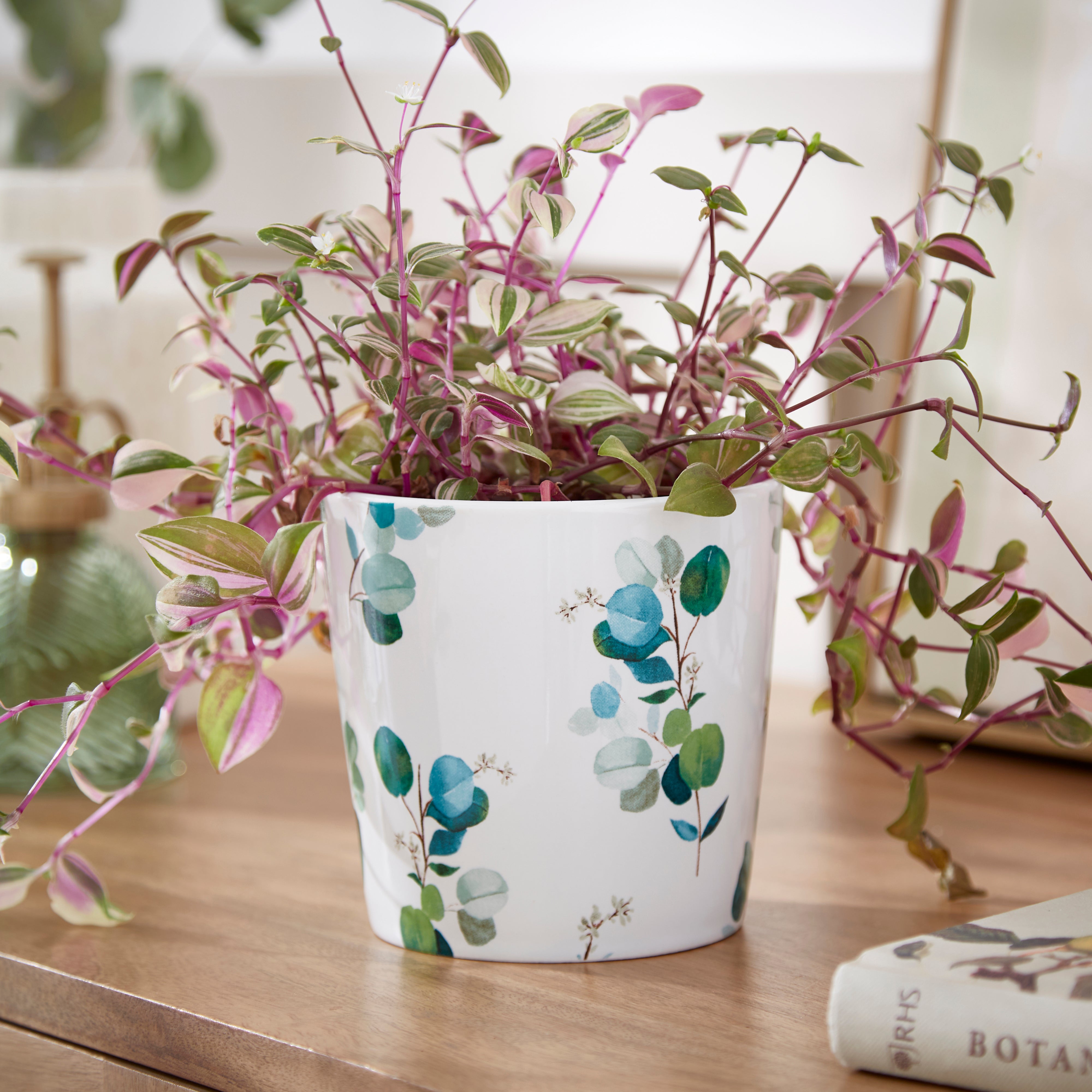 Eucalyptus Plant Pot Multicoloured