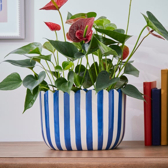 Blue store plant pot