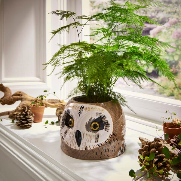 Owl Plant Pot image 1 of 5