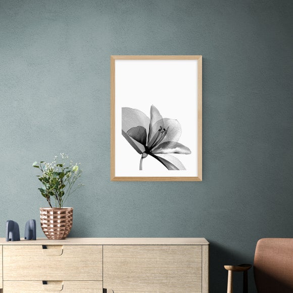 East End Prints Amaryllis Print