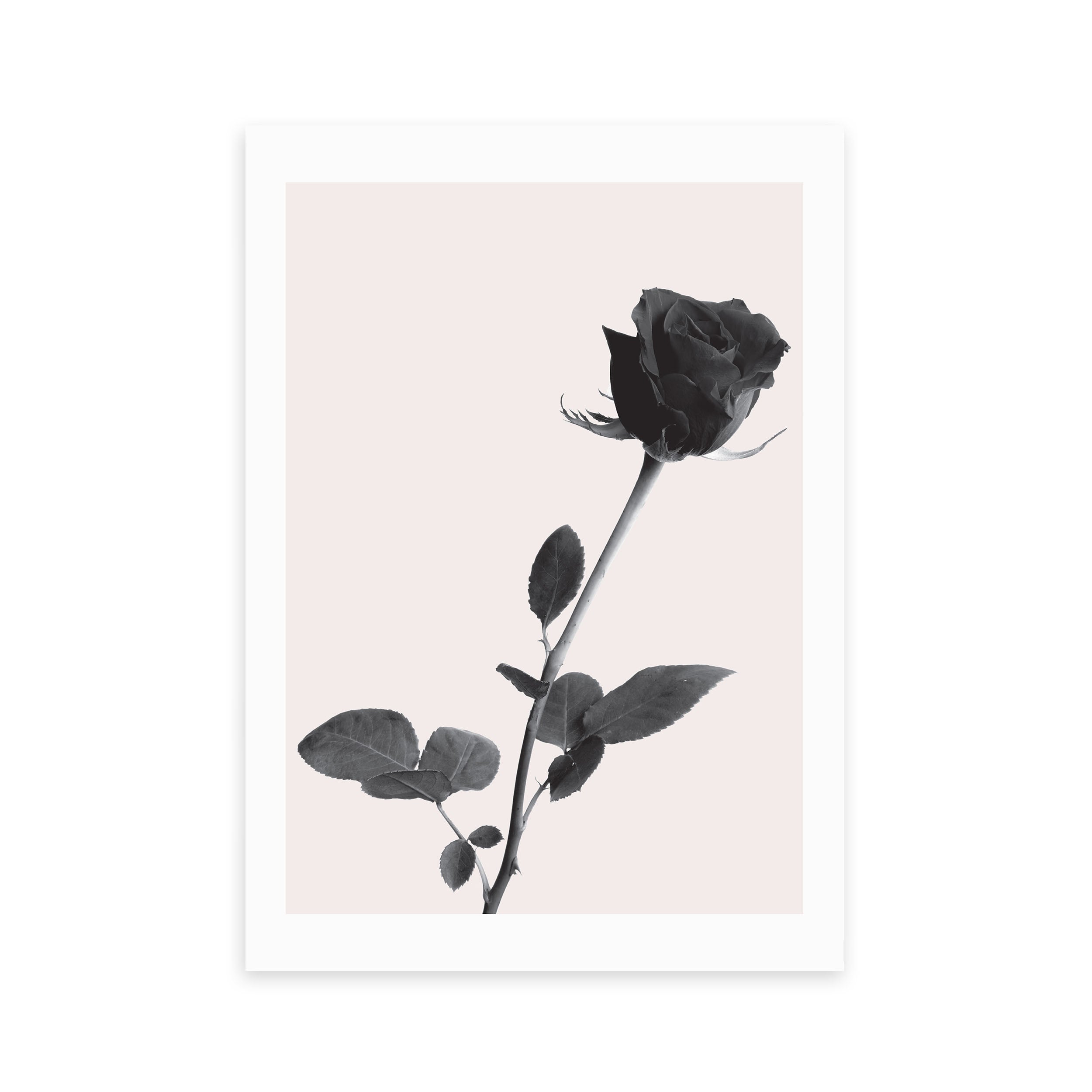 East End Prints One Rose Print | Dunelm