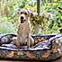 Morris & Co Strawberry Thief Sofa Dog Bed  undefined