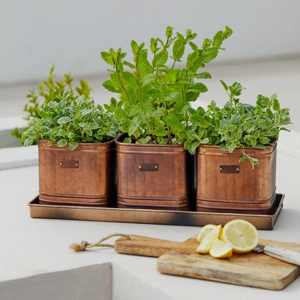 Set of 3 Herb Hampton Outdoor Planters with Tray image 1 of 6