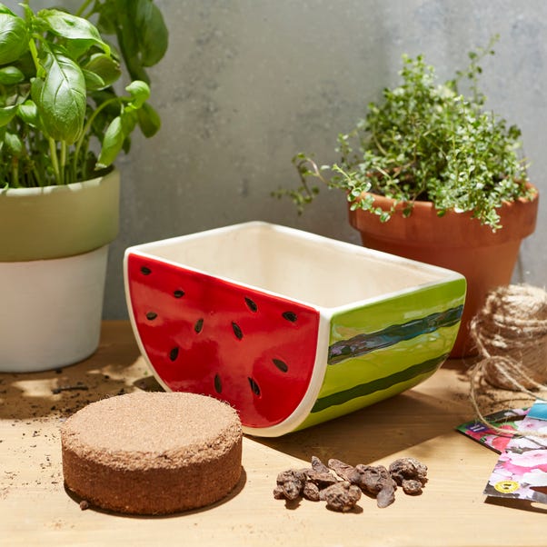 Taylor's Bulbs Ceramic Watermelon Planter and Anemone Kit image 1 of 6