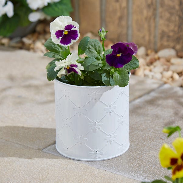 Taylor's Bulbs Zinc Bee Planter with Anemone Kit image 1 of 4