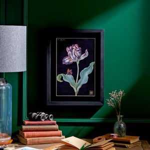 Tulip Framed Print