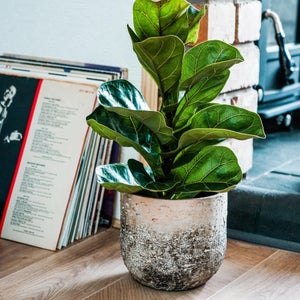 Alberno Plant Pot