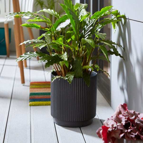 Small Black Vertical Ribbed Plant Pot image 1 of 2