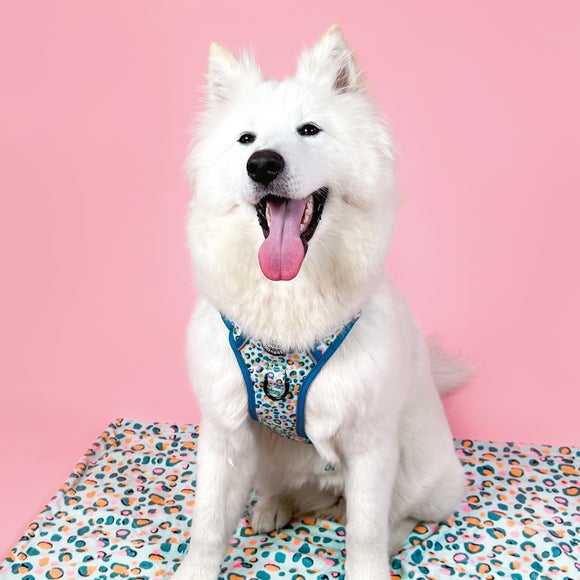 Blue Leopard Adjustable Dog Harness