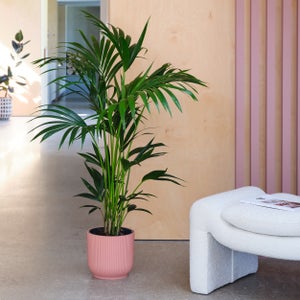 Kentia Palm House Plant In Elho Pot