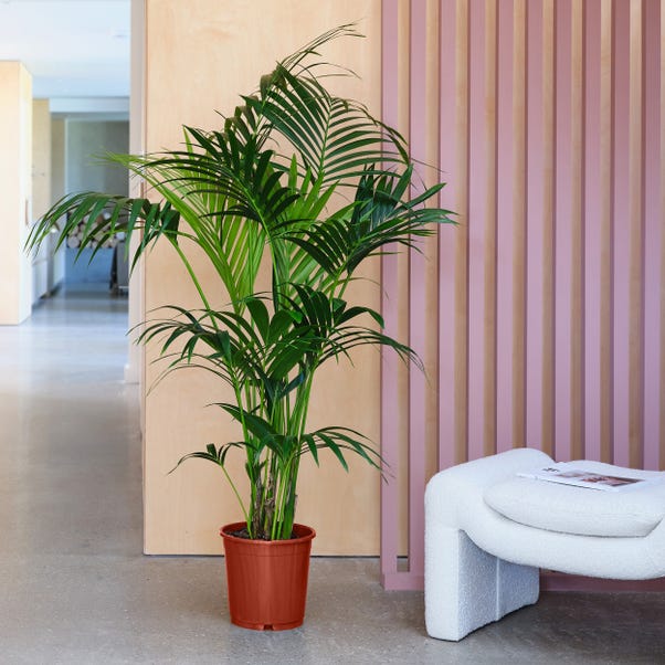 Kentia Palm House Plant image 1 of 5