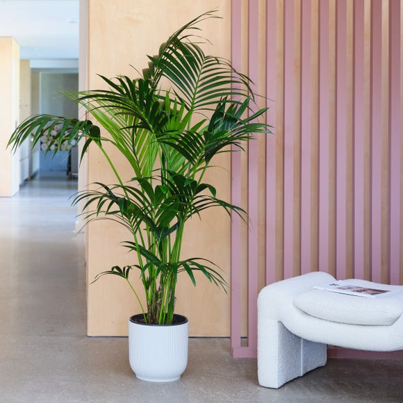 Kentia Palm House Plant In Elho Pot Plastic White
