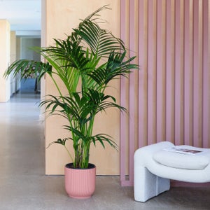 Kentia Palm House Plant In Elho Pot