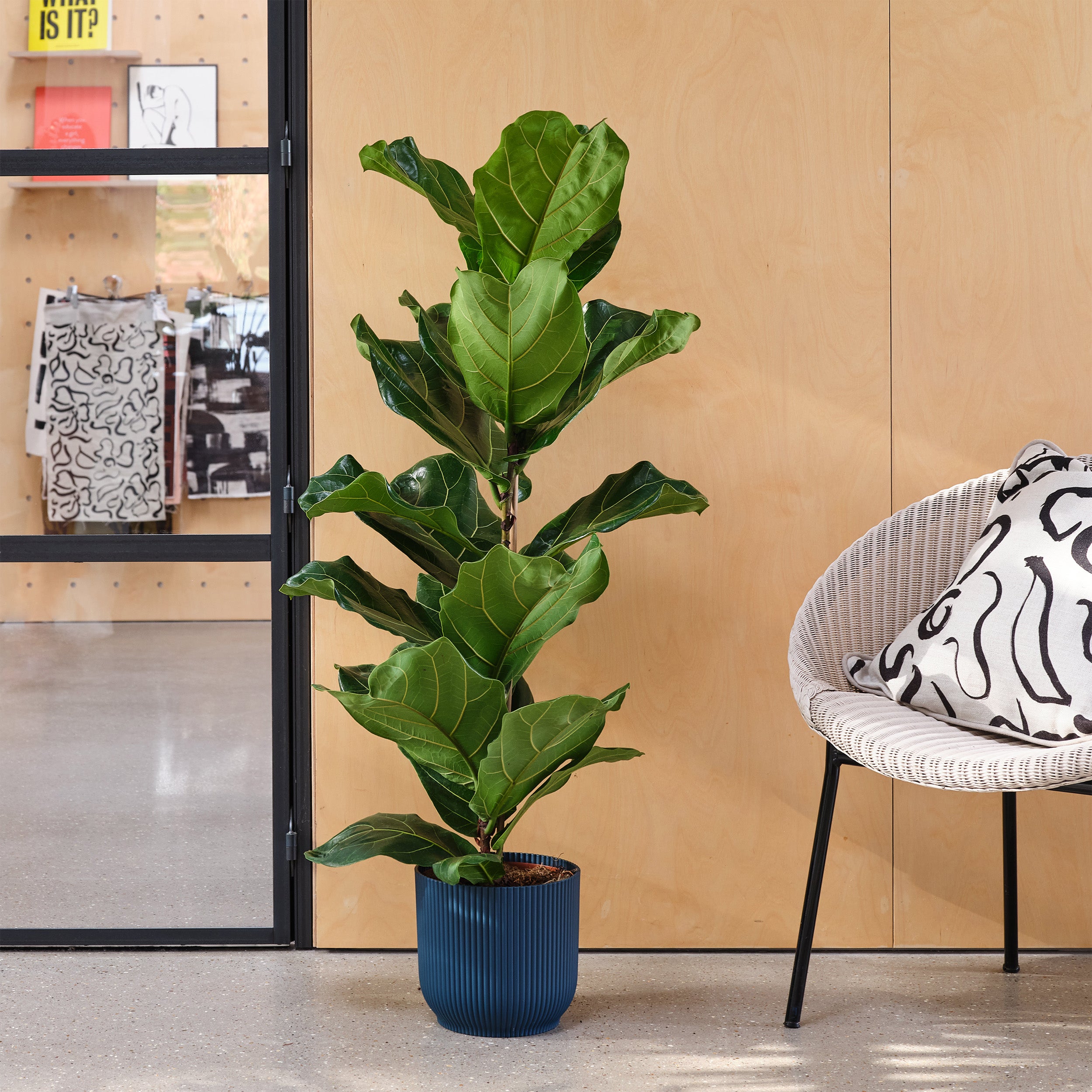 Fiddle Leaf Fig House Plant In Elho Pot Plastic Navy