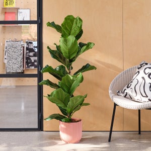 Fiddle Leaf Fig House Plant In Elho Pot