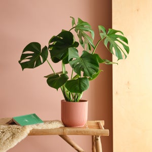 Swiss Cheese House Plant In Elho Pot