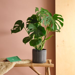 Swiss Cheese House Plant In Capri Pot