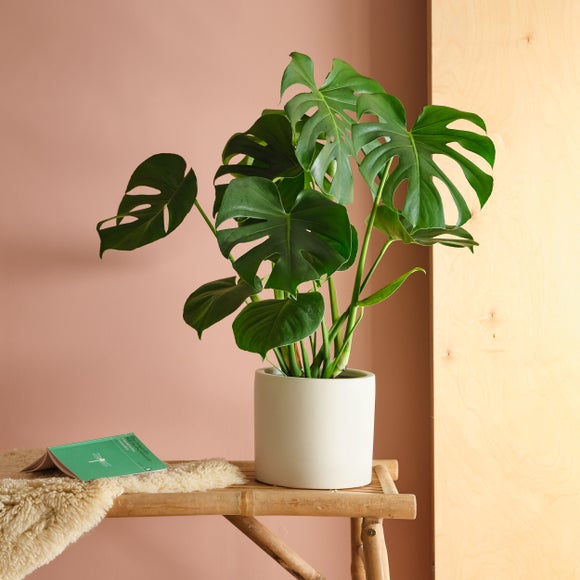 Click to view product details and reviews for Swiss Cheese House Plant In Earthenware Pot.