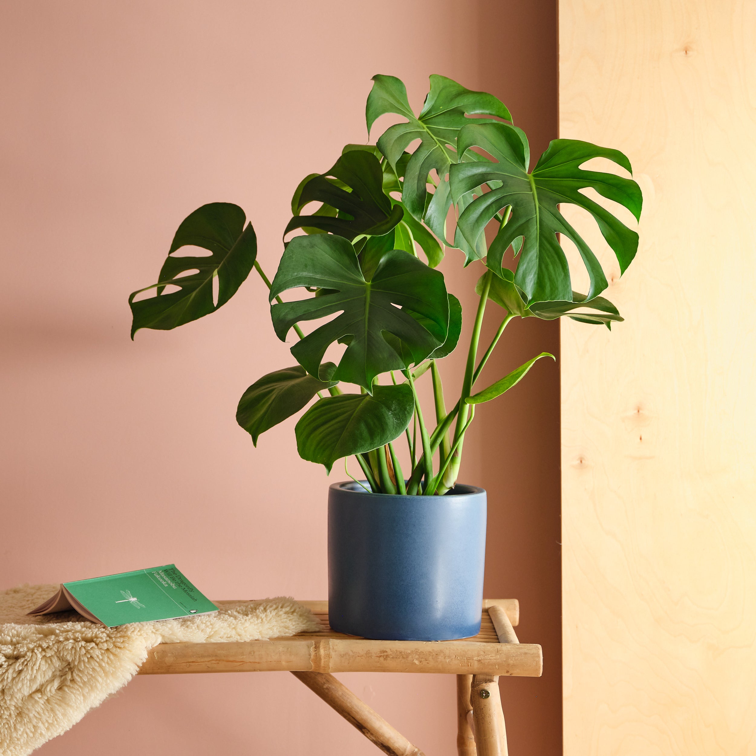 Swiss Cheese House Plant In Earthenware Pot Earthenware Blue