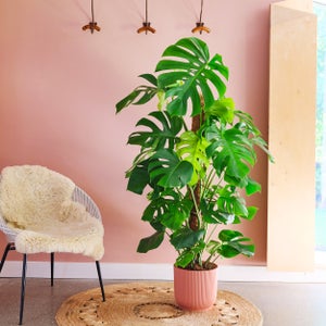 Swiss Cheese House Plant In Elho Pot
