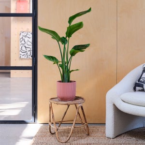 Bird Of Paradise House Plant In Elho Pot