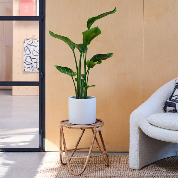 Photo 1 of Bird Of Paradise House Plant In Earthenware Pot Photo 1 of Bird Of Paradise House Plant In Earthenware Pot
