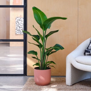 Bird Of Paradise House Plant In Elho Pot