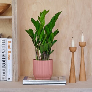 Zz House Plant In Elho Pot