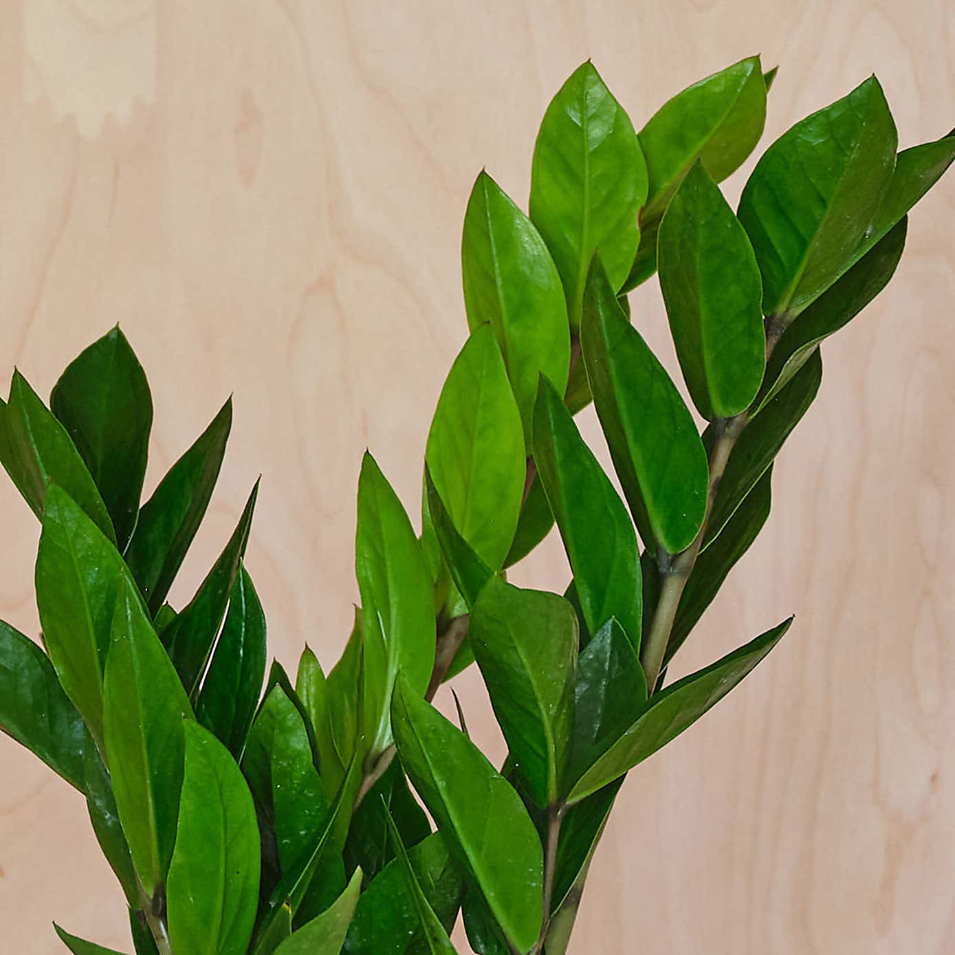 Carousel zoom image position 2 of 3