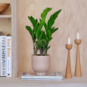 Zz House Plant In Ribbed Pot