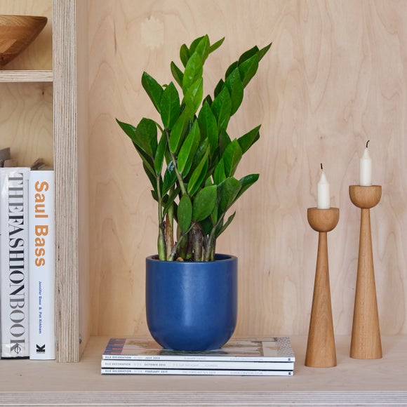 View Zz House Plant In Earthenware Pot View Zz House Plant In Earthenware Pot
