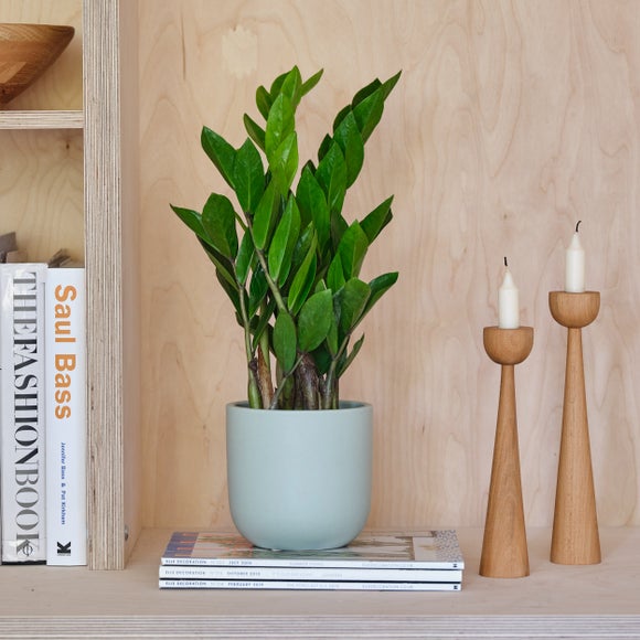 View Zz House Plant In Earthenware Pot View Zz House Plant In Earthenware Pot