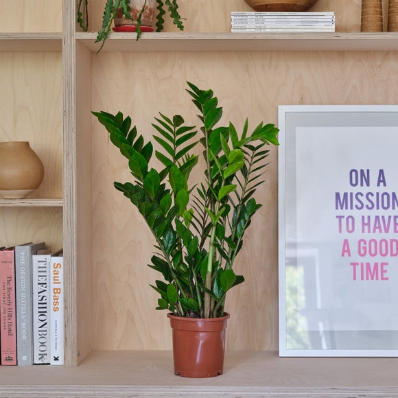 ZZ House Plant | Dunelm