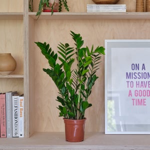 Zz House Plant