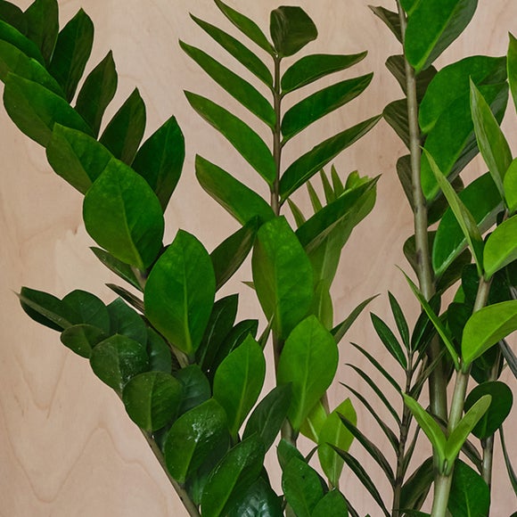 Carousel navigation image position 2 of 4