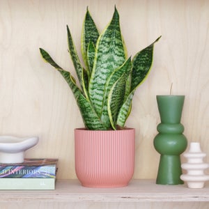 Snake House Plant In Elho Pot