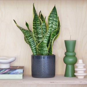 Snake House Plant In Capri Pot