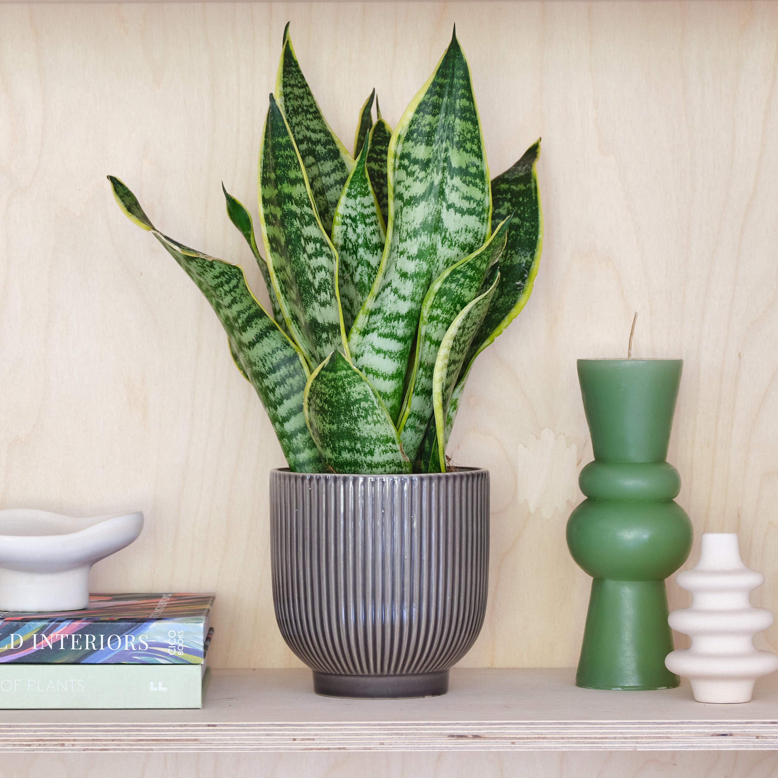 Snake House Plant In Ribbed Pot Ceramic Grey